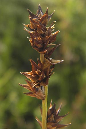 Carex spicata \ Stachel-Segge, Korkfrchtige Segge / Spicate Sedge, Prickly Sedge, D Mannheim 26.7.2012