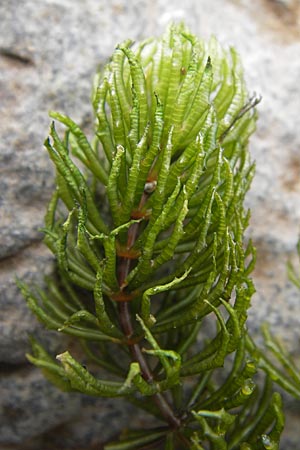 Ceratophyllum demersum \ Raues Hornblatt / Rigid Hornwort, D Kelsterbach 15.9.2012