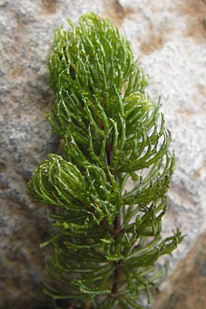 Ceratophyllum demersum \ Raues Hornblatt / Rigid Hornwort, D Kelsterbach 15.9.2012