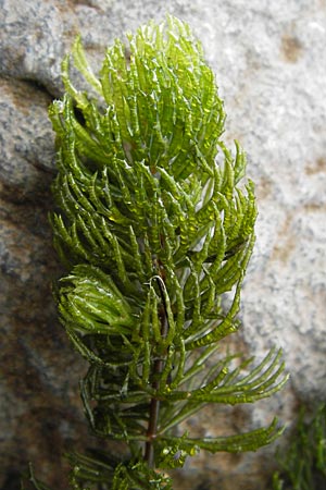 Ceratophyllum demersum \ Raues Hornblatt / Rigid Hornwort, D Kelsterbach 15.9.2012