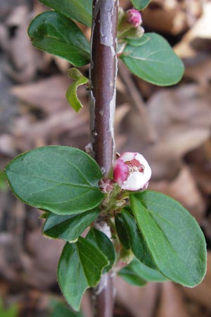 Cotoneaster horizontalis \ Korallenstrauch, Fchermispel / Wall Cotoneaster, D Ludwigshafen 2.5.2013