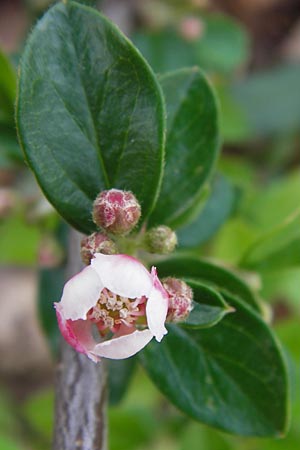 Cotoneaster horizontalis \ Korallenstrauch, Fchermispel / Wall Cotoneaster, D Ludwigshafen 2.5.2013