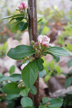 Cotoneaster horizontalis \ Korallenstrauch, Fchermispel / Wall Cotoneaster, D Ludwigshafen 2.5.2013