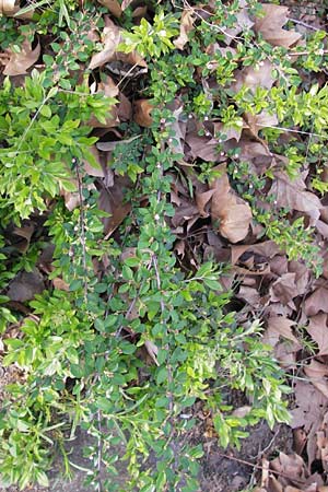 Cotoneaster horizontalis \ Korallenstrauch, Fchermispel / Wall Cotoneaster, D Ludwigshafen 2.5.2013