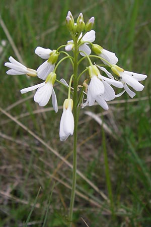 Cardamine dentata \ Zahn-Schaumkraut / White Cuckoo Bitter-Cress, D Pfalz, Speyer 3.5.2013