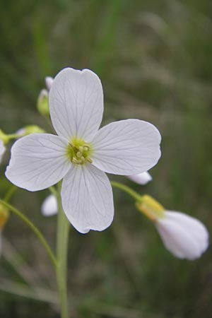 Cardamine dentata \ Zahn-Schaumkraut / White Cuckoo Bitter-Cress, D Pfalz, Speyer 3.5.2013