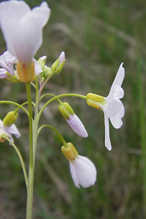 Cardamine dentata \ Zahn-Schaumkraut / White Cuckoo Bitter-Cress, D Pfalz, Speyer 3.5.2013