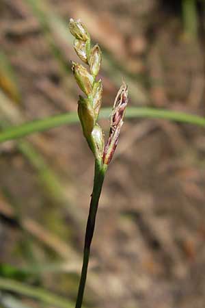 Carex digitata \ Finger-Segge / Fingered Sedge, D Mainberg 5.5.2013
