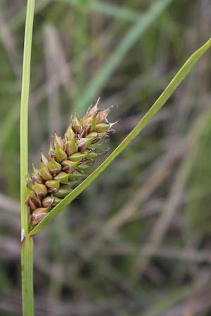 Carex distans \ Entfernthrige Segge, Lcken-Segge / Distant Sedge, D Philippsburg 26.6.2013