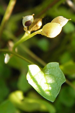 Cochlearia danica \ Dnisches Lffelkraut / Danish Scurvy-Grass, D Philippsthal-Heimboldshausen 6.7.2013