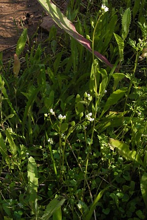 Cochlearia danica \ Dnisches Lffelkraut / Danish Scurvy-Grass, D Philippsthal-Heimboldshausen 6.7.2013