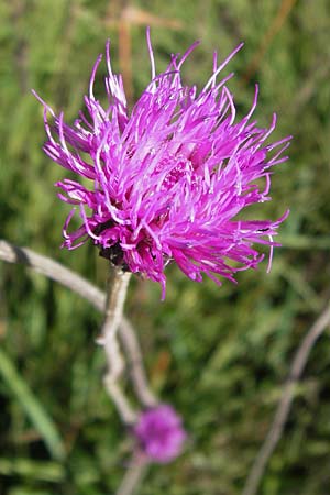 Carduus defloratus \ Alpen-Distel / Alpine Thistle, D Schwarzwald/Black-Forest, Hornisgrinde 1.8.2013