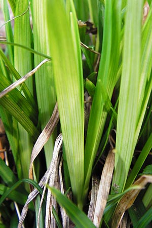 Carex digitata \ Finger-Segge / Fingered Sedge, D Obernzell an der Donau 30.3.2014