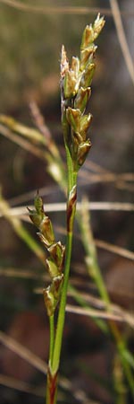 Carex digitata \ Finger-Segge / Fingered Sedge, D Obernzell an der Donau 30.3.2014