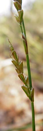 Carex digitata \ Finger-Segge / Fingered Sedge, D Obernzell an der Donau 30.3.2014
