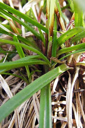 Carex digitata \ Finger-Segge / Fingered Sedge, D Obernzell an der Donau 30.3.2014