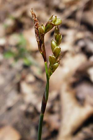Carex digitata \ Finger-Segge / Fingered Sedge, D Obernzell an der Donau 30.3.2014