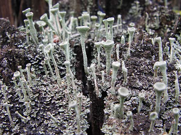 Cladonia digitata \ Fingerf&ouml;rmige Becher-Flechte, Kronen-Trompetenflechte / Finger Cup Lichen, D Mannheim 7.4.2014