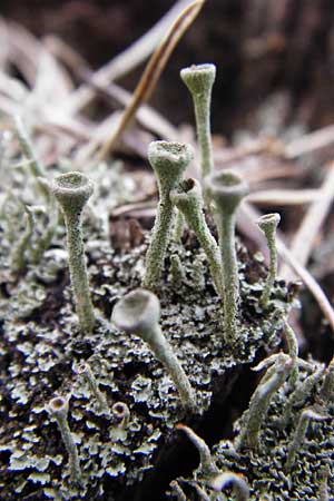 Cladonia digitata \ Fingerf&ouml;rmige Becher-Flechte, Kronen-Trompetenflechte / Finger Cup Lichen, D Mannheim 7.4.2014