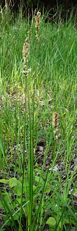 Carex disticha \ Zweizeilige Segge / Brown Sedge, Two-Ranked Sedge, D Mannheim 30.4.2014