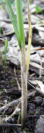 Carex disticha \ Zweizeilige Segge / Brown Sedge, Two-Ranked Sedge, D Mannheim 30.4.2014