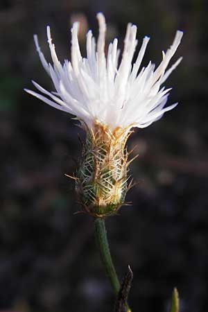 Centaurea diffusa \ Sparrige Flockenblume / Diffuse Knapweed, D Mannheim 23.9.2014