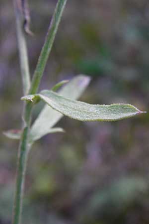 Centaurea diffusa \ Sparrige Flockenblume / Diffuse Knapweed, D Mannheim 23.9.2014