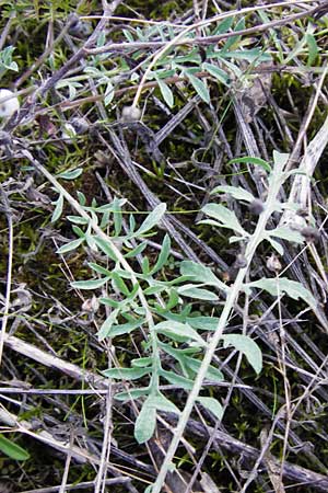 Centaurea diffusa \ Sparrige Flockenblume / Diffuse Knapweed, D Mannheim 23.9.2014