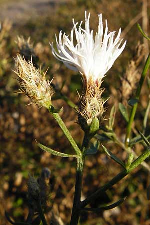 Centaurea diffusa \ Sparrige Flockenblume / Diffuse Knapweed, D Mannheim 23.9.2014