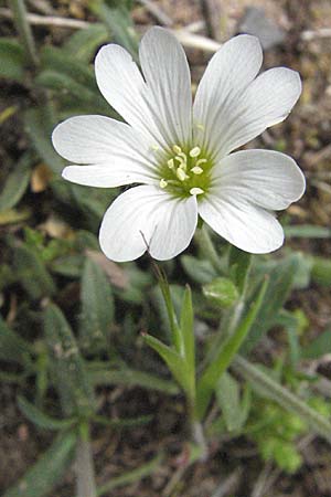 Cerastium arvense, Acker-Hornkraut