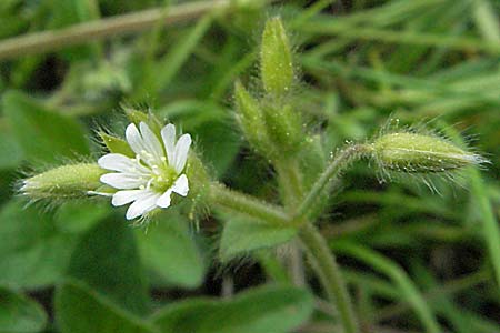 Cerastium brachypetalum subsp. brachypetalum \ Brtiges Hornkraut / Grey Mouse-Ear, D Spessart, Jossa 6.5.2006