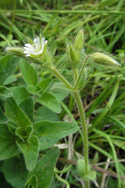Cerastium brachypetalum subsp. brachypetalum \ Brtiges Hornkraut / Grey Mouse-Ear, D Spessart, Jossa 6.5.2006