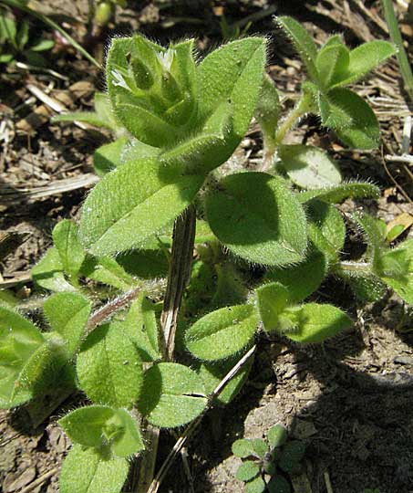 Cerastium glomeratum \ Knuel-Hornkraut / Sticky Mouse-Ear, D Odenwald, Schönau 24.6.2006