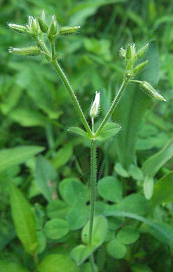 Cerastium glomeratum \ Knuel-Hornkraut / Sticky Mouse-Ear, D Odenwald, Schönau 24.6.2006