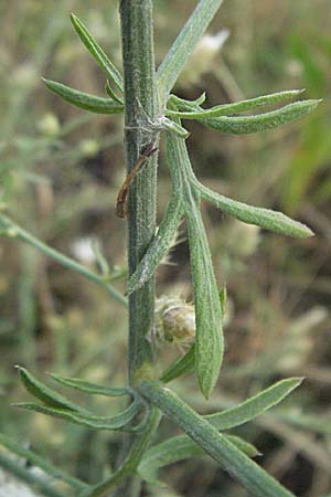 Centaurea diffusa \ Sparrige Flockenblume / Diffuse Knapweed, D Mannheim 7.7.2006