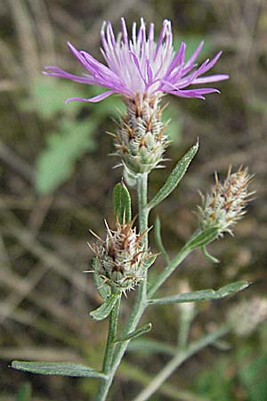 Centaurea australis x diffusa, Hybrid Knapweed Centaurea australis x diffusa, Hybrid Knapweed