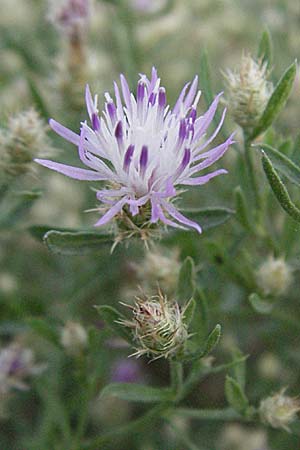 Centaurea australis x diffusa \ Sandb&uuml;rtige Flockenblume / Hybrid Knapweed, D Mannheim 25.7.2006