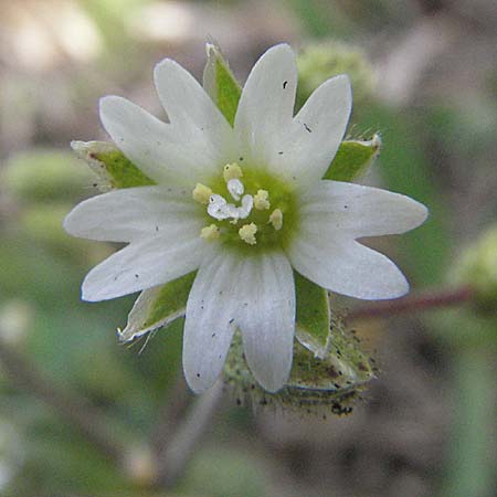 Cerastium glutinosum \ Bleiches Hornkraut / Dwarf Mouse-Ear, D Grünstadt 12.4.2007