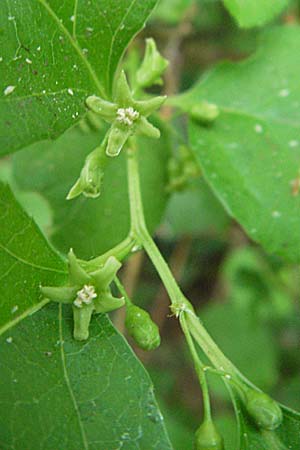 Celastrus orbiculatus \ Rundblttriger Baumwrger / Staff Vine, D Sandhausen 7.5.2007