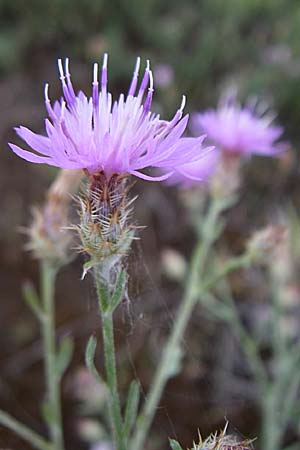 Centaurea australis x diffusa \ Sandb&uuml;rtige Flockenblume / Hybrid Knapweed, D Mannheim 18.7.2008