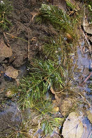 Ceratophyllum demersum \ Raues Hornblatt / Rigid Hornwort, D Karlsruhe 31.7.2008