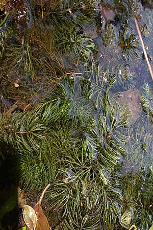Ceratophyllum demersum \ Raues Hornblatt / Rigid Hornwort, D Karlsruhe 31.7.2008