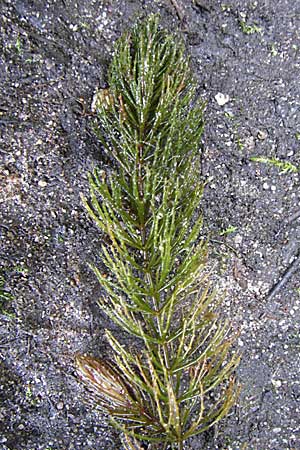 Ceratophyllum demersum \ Raues Hornblatt / Rigid Hornwort, D Karlsruhe 31.7.2008