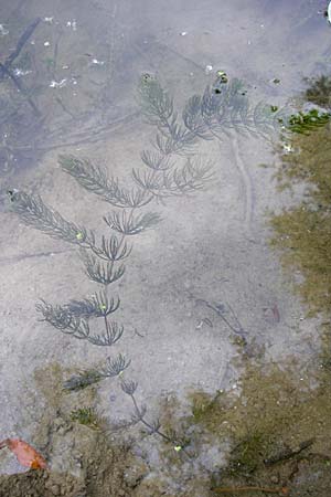 Ceratophyllum demersum \ Raues Hornblatt / Rigid Hornwort, D Karlsruhe 31.7.2008