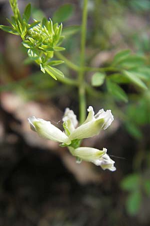 Ceratocapnos claviculata \ Rankender Lerchensporn / Climbing Corydalis, D Frankfurt-Enkheim 21.4.2009