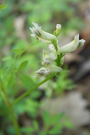Ceratocapnos claviculata, Rankender Lerchensporn