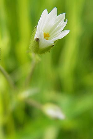 Cerastium dubium \ Klebriges Hornkraut / Mouse-Ear, D Lampertheim 1.5.2009