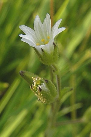 Cerastium dubium \ Klebriges Hornkraut / Mouse-Ear, D Lampertheim 1.5.2009