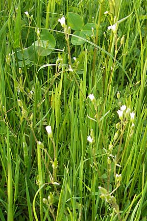 Cerastium dubium \ Klebriges Hornkraut / Mouse-Ear, D Lampertheim 1.5.2009