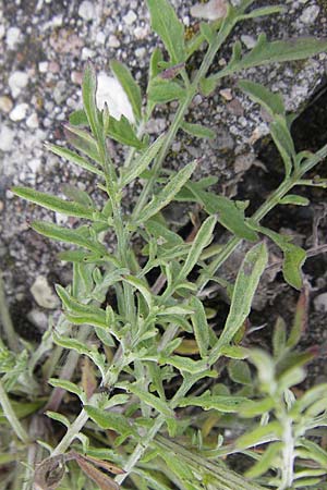 Centaurea diffusa \ Sparrige Flockenblume / Diffuse Knapweed, D Mannheim 3.5.2009